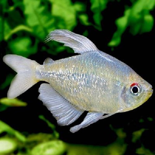 Moenkausia pittieri - Tetra diamand M